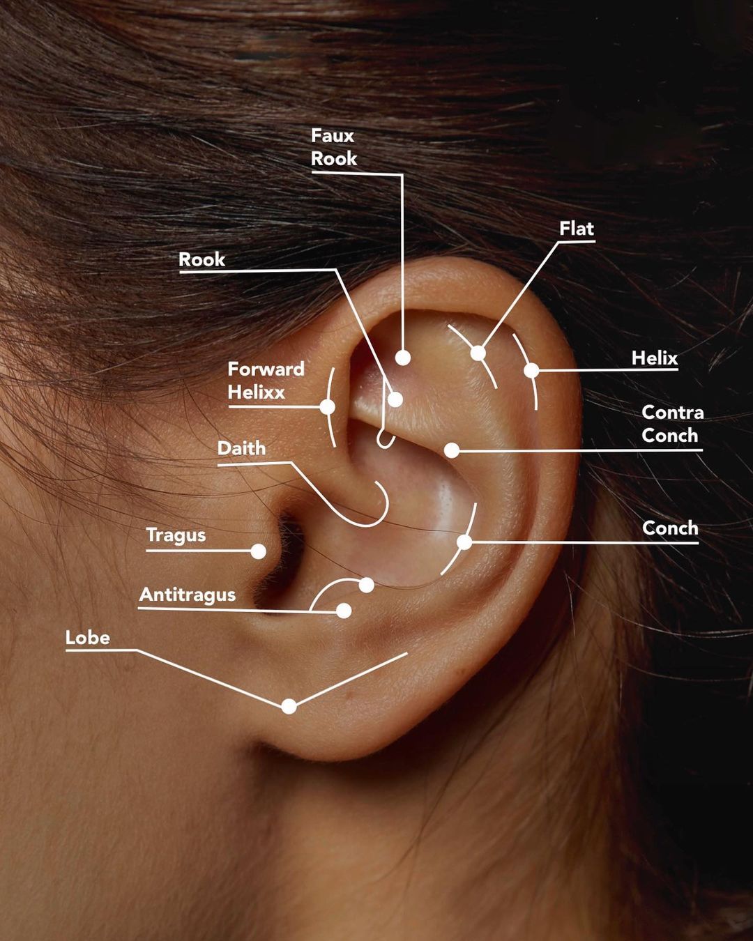 Ear Piercing Chart Poster By Jarrod Vandenberg Piercing Chart Types Of Ear Piercings Ear